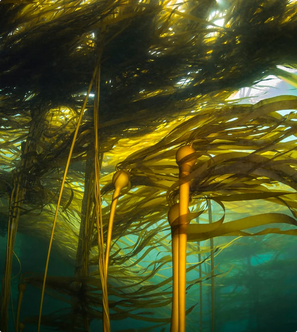 KELP