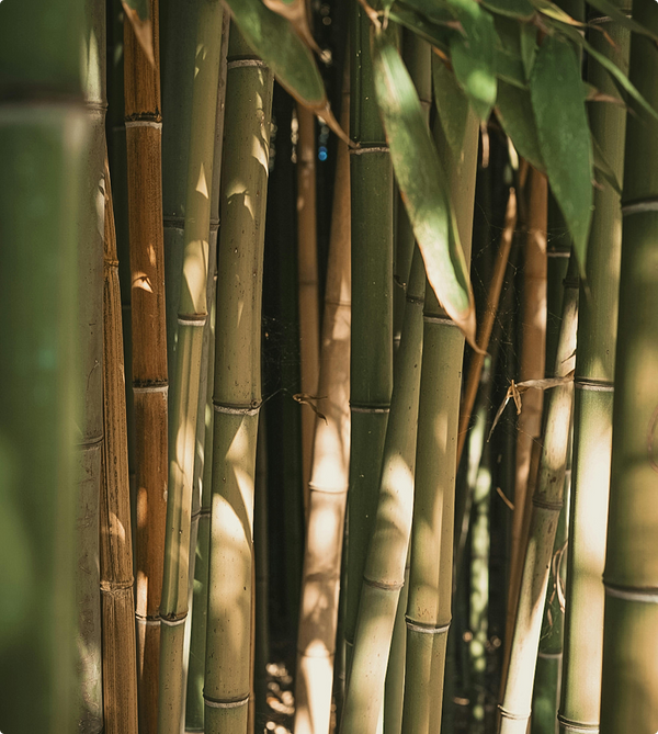 BAMBOO